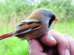 Měkkožraví chovanci našich voliér Pěvci (Passeriformes) Sýkořicovití (Panuridae) 10