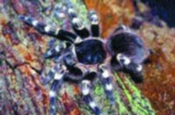 Acanthoscurria geniculata