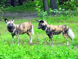 Zoologická zahrada Berlín