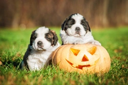 Halloween hazards and potential dangers for dogs