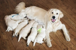 Dog Rejecting Puppies: Warning Signs & Solutions