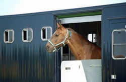 Emergency Horse travel essentials