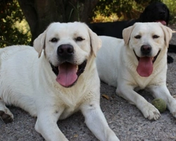 STANDARD LABRADOR