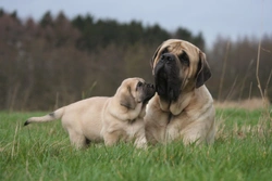 Why are some adult dogs intolerant of puppies?