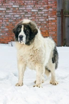 Canine giants - The ten largest dogs!