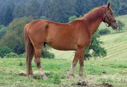 Krmné doplňky, díl 15: Pro zdravý život v koňských střevech