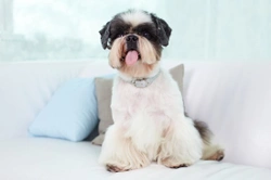 10 Dog Breeds That Boast Moustaches & Beards