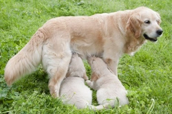 Canine dam milk production and drying up timescales