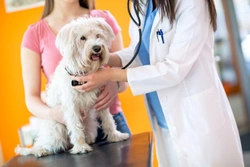 The Real Cost of Vet Care for Dogs and Cats