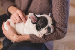 ¡Mi cachorro ya está en casa! Cuestiones legales y visita al veterinario