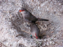 Waxbills in the UK