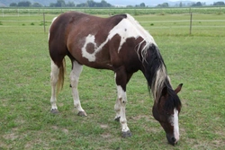 Do Older Horses need to be Vaccinated and Wormed?