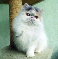Návštěva u chovatele perských koček