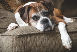 Treating dogs with cancer: the difference between chemotherapy and radiotherapy