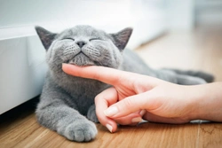 New study reveals that cats may have just five core personality types