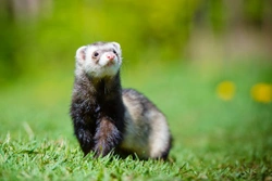 Recognising Heat Stroke in Ferrets