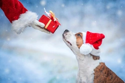 Ten brilliant Christmas present ideas for your dog