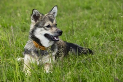 Finding out more about the Swedish Vallhund dog breed