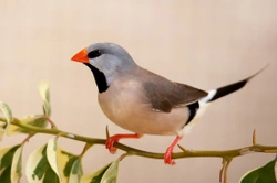 Grassfinch Family