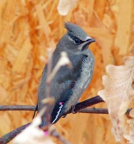 Brkoslav japonský (Bombycilla japonica)