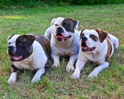 Bulldog americano: carattere, prezzo e dove trovare un cucciolo