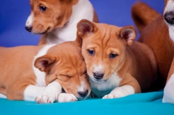 Puppy Personalities: Finding the Right Fit for You
