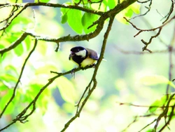 Sýkora koňadra – Parus major Linnaeus, 1758