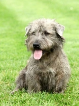 Vulnerable UK native dog breeds - The Terrier group