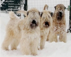 Irish Soft Coated Wheaten Terrier,pregi e qualità di questa razza