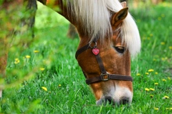 Horse Nutrition - The Basics