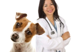 Mag ik mijn hond pijnstillers en medicijnen voor menselijk gebruik geven?