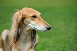 Multifocal chorioretinal lesions in the Borzoi explained