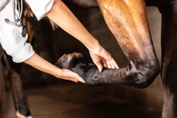 Veterinärbesiktning av häst