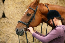 Lorinery –  Horse Bits and Bitting