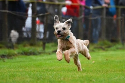 Border Terrier Training Guide: Tips & Tricks