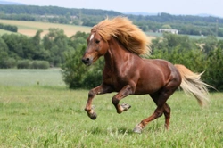Complete Guide to Keeping a Horse at Grass