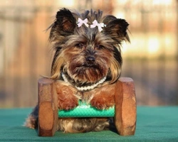 Yorkshire terrier: colori ammessi e caratteristiche del mantello