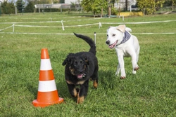 Canine rally - The newest UK dog sport!