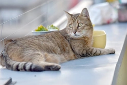 Consejos para hacer feliz a tu gato