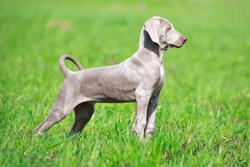 Juvenile pyoderma in the Weimaraner dog breed