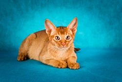 The Abyssinian Cat and Health Issues