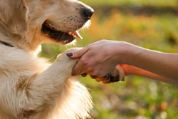 How canine and human hearts differ, and what they have in common