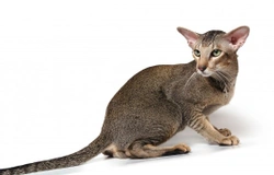 An introduction to the various Thai cat breeds
