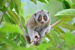 Un loris perezoso no es una mascota