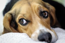 Why might your dog suddenly become lethargic?