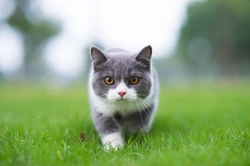 5 Essential Facts Cat Owners Must Know About Cat Flu