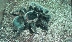 Lasiodora parahybana (Mello - Leitao, 1917)