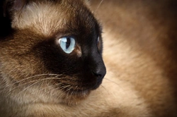 Progressive Retinal Atrophy (PRA) in Cats