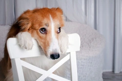Can Dogs Make Owners Feel Guilty?