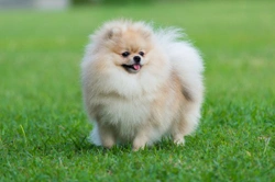 Top Grooming Tips for a Pomeranian